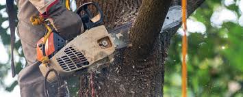 How Our Tree Care Process Works  in  Aubrey, TX