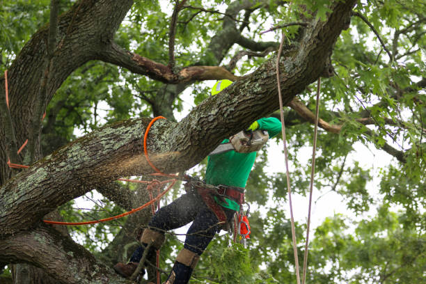 Reliable Aubrey, TX Tree Services Solutions